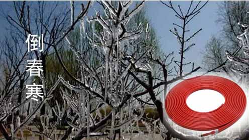 电加热应对倒春寒